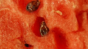 01307_watermelon_1920x1080
