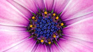 01359_flower29_1920x1080
