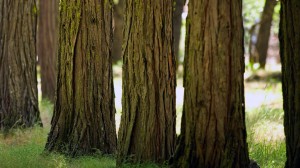01371_yosemitewoods_1920x1080